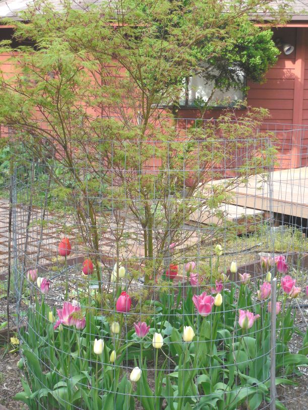 Japanese Maple with tulips