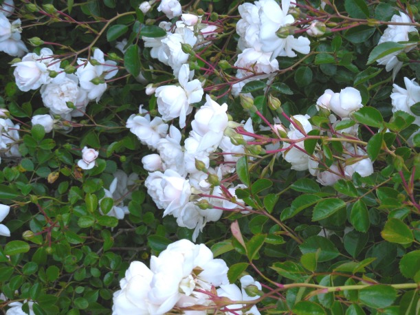 White Ground Rose